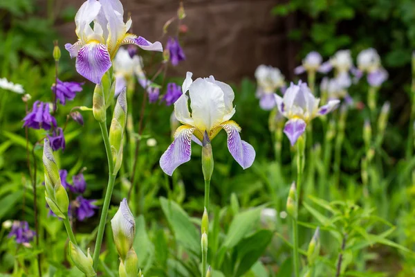 Fioletowy Biały Niebieski Fioletowy Kwitnące Iris Xiphium Bulbous Iris Sibirica — Zdjęcie stockowe