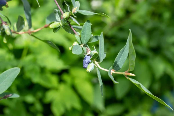 Niebieskie Jagody Wiciokrzew Lonicera Caerulea Var Edulis Lub Honeyberry Zielonych — Zdjęcie stockowe