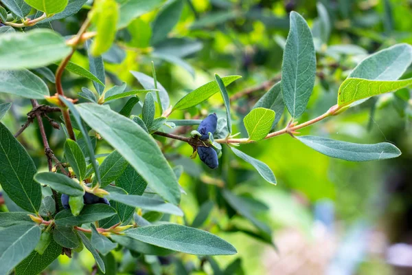 Blue Berries Honeysuckle Lonicera Caerulea Var Edulis Honeyberry Green Leaves — Stock Photo, Image