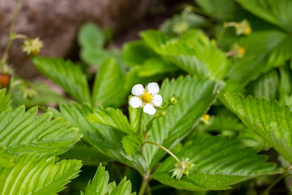 Vit Blommande Jordgubbs Blommor Gröna Blad Bakgrund Trädgården — Stockfoto