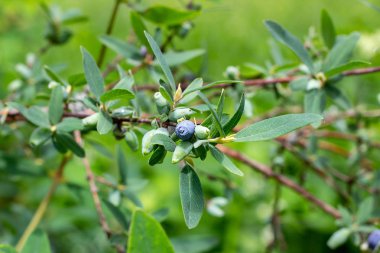 İlkbahar ve yaz aylarında bahçede yeşil yapraklar üzerinde hanımeli mavi meyveleri (Lonicera caerulea var. edulis) veya honeyberry