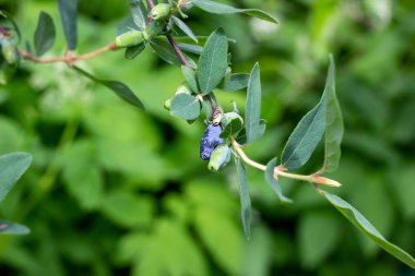 İlkbahar ve yaz aylarında bahçede yeşil yapraklar üzerinde hanımeli mavi meyveleri (Lonicera caerulea var. edulis) veya honeyberry