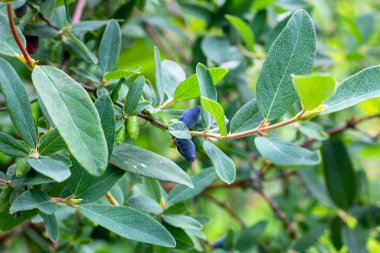 İlkbahar ve yaz aylarında bahçede yeşil yapraklar üzerinde hanımeli mavi meyveleri (Lonicera caerulea var. edulis) veya honeyberry