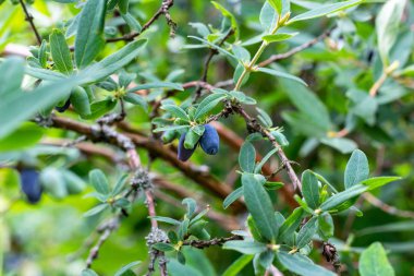 İlkbahar ve yaz aylarında bahçede yeşil yapraklar üzerinde hanımeli mavi meyveleri (Lonicera caerulea var. edulis) veya honeyberry