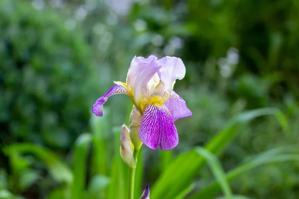 Fioletowy Biały Niebieski Fioletowy Kwitnące Iris Xiphium Bulbous Iris Sibirica — Zdjęcie stockowe