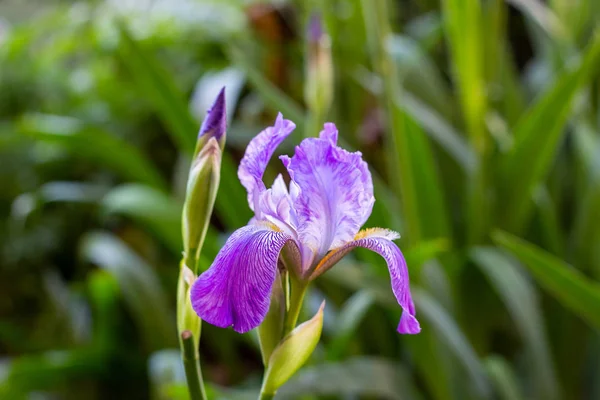 Fioletowy Biały Niebieski Fioletowy Kwitnące Iris Xiphium Bulbous Iris Sibirica — Zdjęcie stockowe