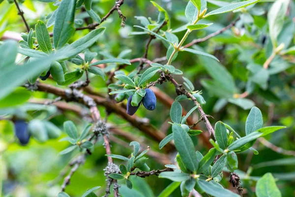 İlkbahar ve yaz aylarında bahçede yeşil yapraklar üzerinde hanımeli mavi meyveleri (Lonicera caerulea var. edulis) veya honeyberry