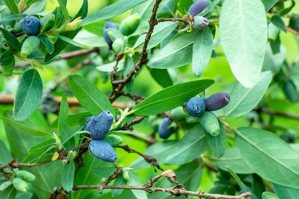 Blue Berries Honeysuckle Lonicera Caerulea Var Edulis Honeyberry Green Leaves — Stock Photo, Image