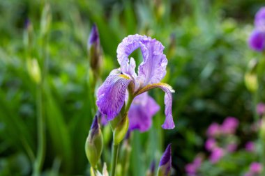 Parlak mor, beyaz, mavi ve mor çiçeklenme Iris xiphium (Bulbous iris, sibirica) yeşil yaprakları üzerinde ilkbahar ve yaz aylarında bahçede ang çim arka plan.