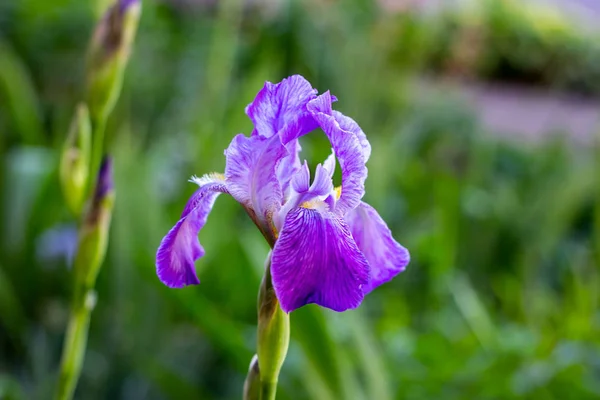 Zářivě Fialová Bílá Modrá Fialová Kvetoucí Iris Xiphium Bulbous Iris — Stock fotografie