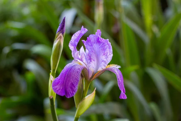 Ярко Фиолетовый Белый Синий Фиолетовый Цветущая Ирис Xiphium Bulbous Iris — стоковое фото