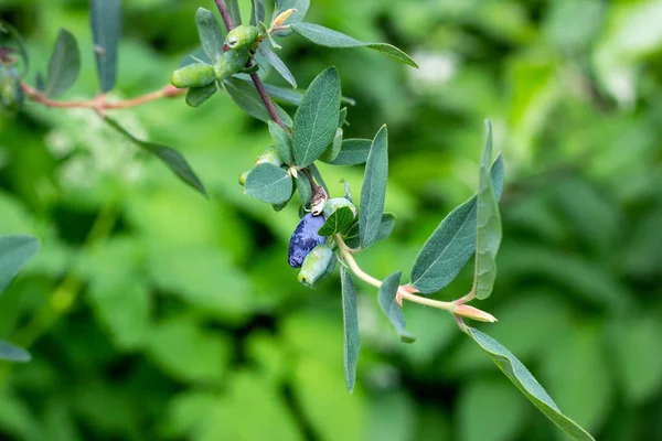 İlkbahar ve yaz aylarında bahçede yeşil yapraklar üzerinde hanımeli mavi meyveleri (Lonicera caerulea var. edulis) veya honeyberry.