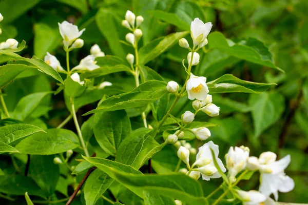 Fresh white jasmine plant flowers on green leaves background blossom in the garden in summer.