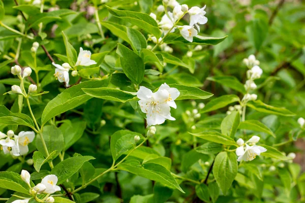 Frische Weiße Jasminblüten Auf Grünen Blättern Hintergrund Blühen Sommer Garten — Stockfoto