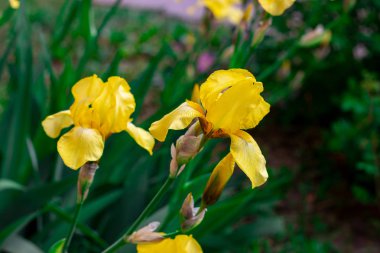 Yeşil yapraklar üzerinde açık sarı çiçek açan süsen çiçekleri (Bulbous iris, sibirica) bahar ve yaz aylarında bahçede çimen arka planında.