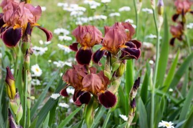 Koyu çiçeklenme Irises xiphium (Bulbous iris, sibirica) yeşil yaprakları üzerinde ilkbahar ve yaz aylarında bahçede ang çim arka plan.