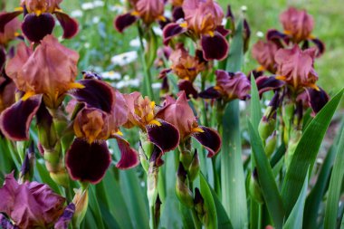 Koyu çiçeklenme Irises xiphium (Bulbous iris, sibirica) yeşil yaprakları üzerinde ilkbahar ve yaz aylarında bahçede ang çim arka plan.