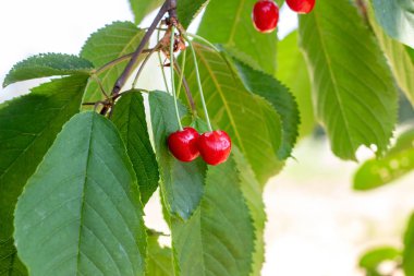 Bahar ve yaz aylarında bahçedeki kiraz ağacı dalında olgunlaşmış kırmızı böğürtlenler..