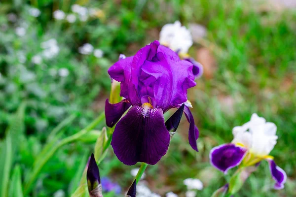 Jasny Fioletowy Biały Niebieski Fioletowy Kwitnące Iris Xiphium Bulbous Iris — Zdjęcie stockowe