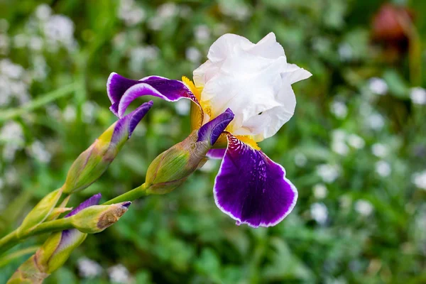 Jasny Fioletowy Biały Niebieski Fioletowy Kwitnące Iris Xiphium Bulbous Iris — Zdjęcie stockowe