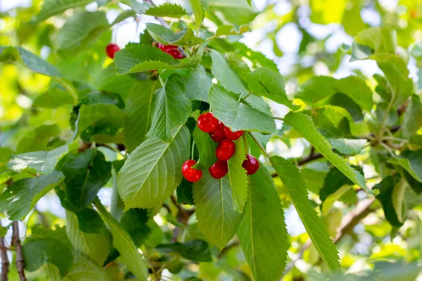 Rote Reifende Beeren Auf Einem Zweig Des Süßkirschbaums Garten Frühling — Stockfoto