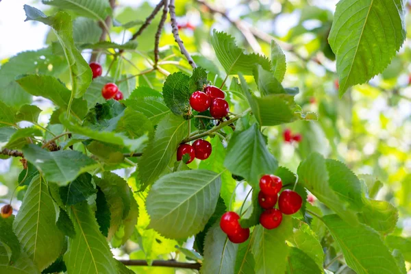 Rote Reifende Beeren Auf Einem Zweig Des Süßkirschbaums Garten Frühling — Stockfoto