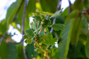 Taze yeşil bektaşi üzümü olgunlaşmış yapraklarla bahçedeki bir çalılığın dalında yazın.