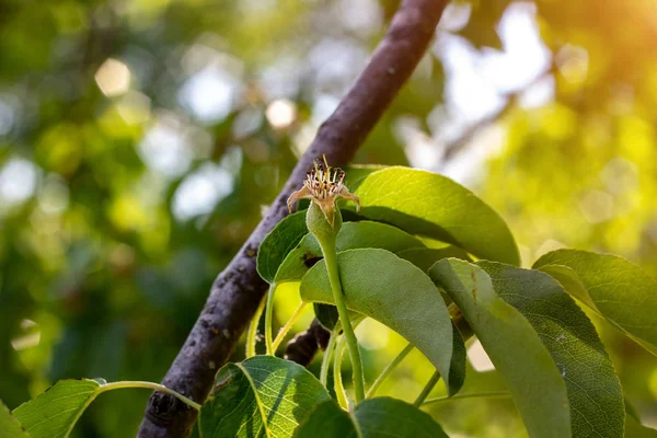 Grüne Birne Reift Auf Einem Ast Garten Frühling Und Sommer — Stockfoto