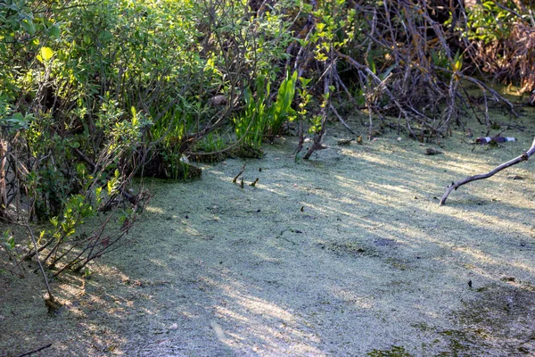 Lago Pântano Floresta Manhã Verão — Fotografia de Stock