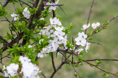 Taze beyaz çiçekler açan yeşil yapraklı Asyalı kiraz çiçekleri baharda bahçede arka planda kapanıyor..