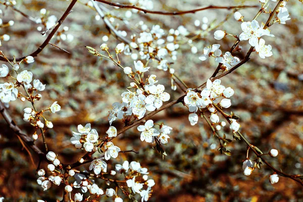 Fresh Bright White Flowers Blossoming Asian Cherry Garden Spring Close — Stock Photo, Image