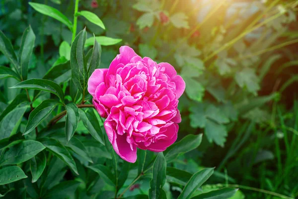 Bright Pink Blossoming Peony Flowers Green Leaves Background Spring — Stock Photo, Image