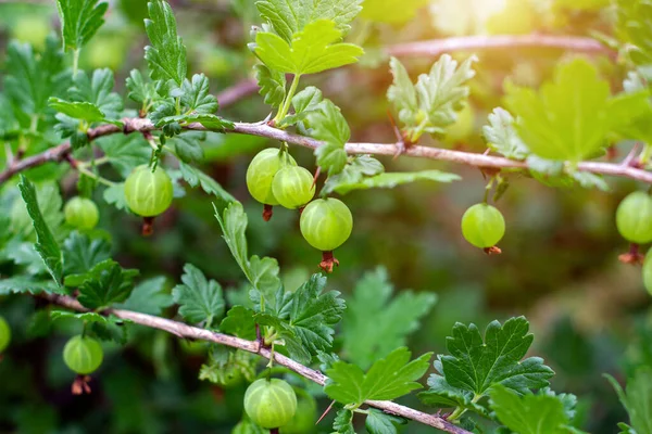 Frisch Grüne Süßstachelbeere Reift Sommer Mit Blättern Einem Zweig Eines — Stockfoto