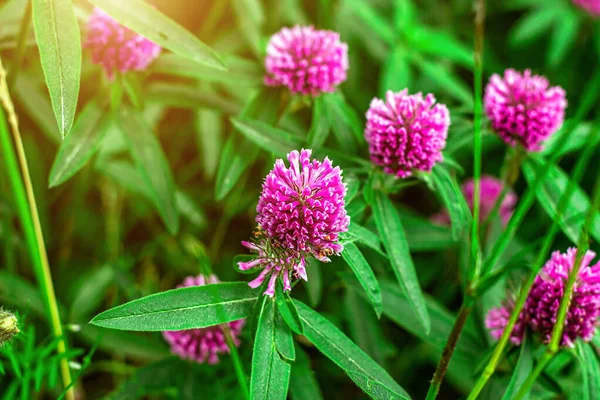 Närbild Vilda Blommande Rosa Och Röd Klöver Trifolium Pratense Blomma — Stockfoto