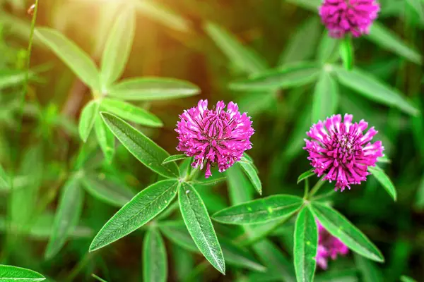 Närbild Vilda Blommande Rosa Och Röd Klöver Trifolium Pratense Blomma — Stockfoto