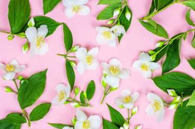 Pembe arka planda yeşil yapraklı parlak beyaz yasemin çiçeklerinin üst görüntüsü .