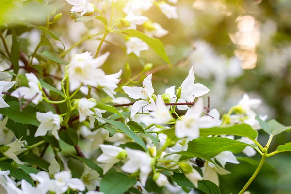 Fresh white jasmine plant flowers on green leaves background blossom in the garden in spring.