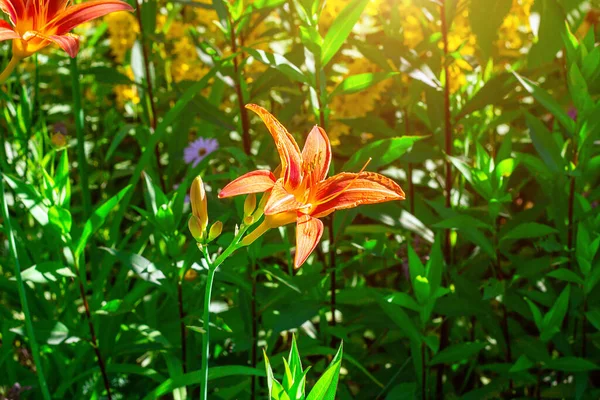 Bright Orange Lilly Flower Green Leaves Garden Spring Summer — Stock Photo, Image