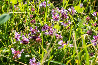 Baharda yeşil yaprakların üzerinde açan pembe ve mor kekik çiçekleri..