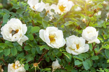 Parlak yeşil yapraklar üzerinde taze beyaz gül çiçekleri baharda güneşli bir günde bahçede..
