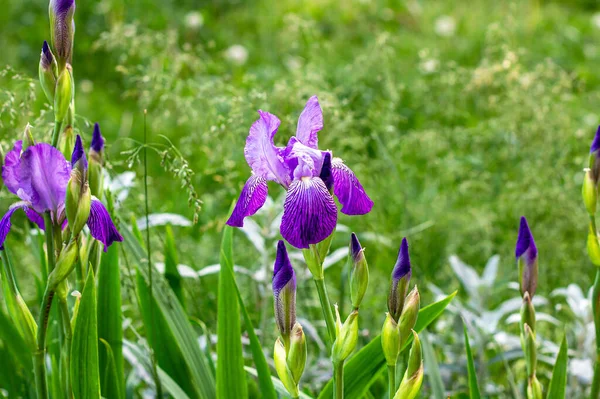春と夏に 庭の緑の葉や草の背景に明るい紫 紫の花アイリスXiphium 球根の虹彩 シビリカ の花を咲かせます — ストック写真