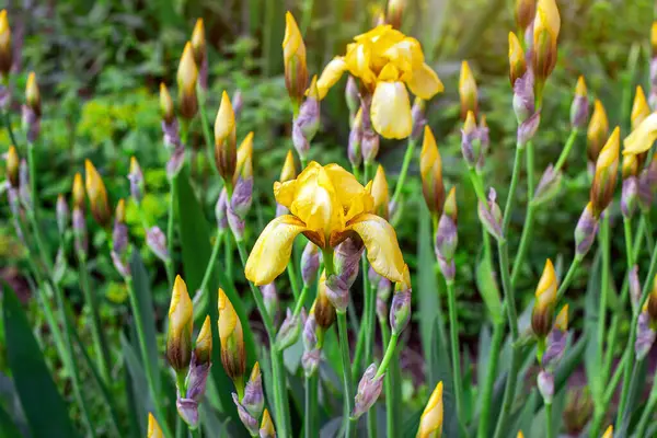 Light Yellow Blooming Irises Xiphium Bulbous Iris Sibirica Flowers Green — Stock Photo, Image