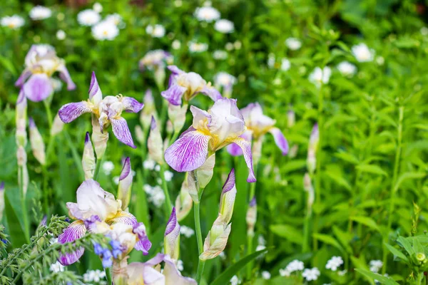 Jasne Fioletowe Białe Niebieskie Fioletowe Kwiaty Iris Xiphium Bulbous Irys — Zdjęcie stockowe