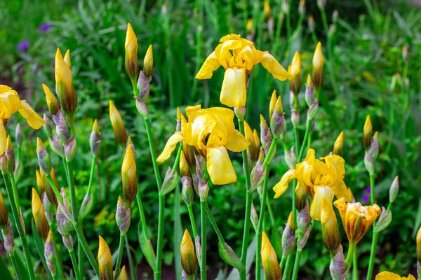 Light Yellow Blooming Irises Xiphium Bulbous Iris Sibirica Flowers Green — Stock Photo, Image