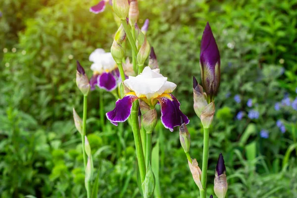 Jasne Fioletowe Białe Niebieskie Fioletowe Kwiaty Iris Xiphium Bulbous Irys — Zdjęcie stockowe