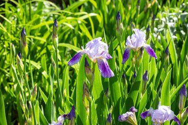 Parlak mor, beyaz, mavi ve menekşe çiçekli Iris xiphium (Bulbous iriis, sibirica) yeşil yapraklı çiçekler ve baharda ve yaz aylarında bahçede çimen arka planı.