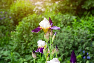 Parlak mor, beyaz, mavi ve menekşe çiçekli Iris xiphium (Bulbous iriis, sibirica) yeşil yapraklı çiçekler ve baharda ve yaz aylarında bahçede çimen arka planı.