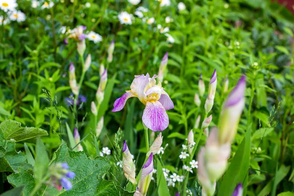 Jasne Fioletowe Białe Niebieskie Fioletowe Kwiaty Iris Xiphium Bulbous Irys — Zdjęcie stockowe