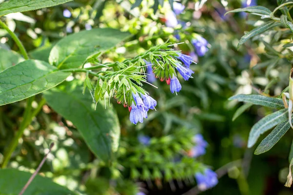 Fresh Blue Brunnera Blossoming Flowers Green Leaves Background Garden Spring — Stock Photo, Image