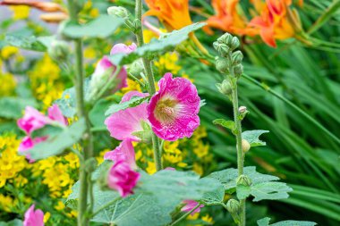 Yeşil yapraklı taze pembe Malva çiçekleri yazın bahçede..